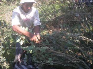 Recolección de la hoja de coca