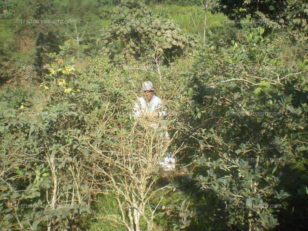 Recolección de la hoja de coca