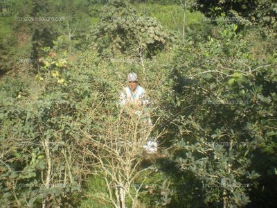 Recolección de la hoja de coca