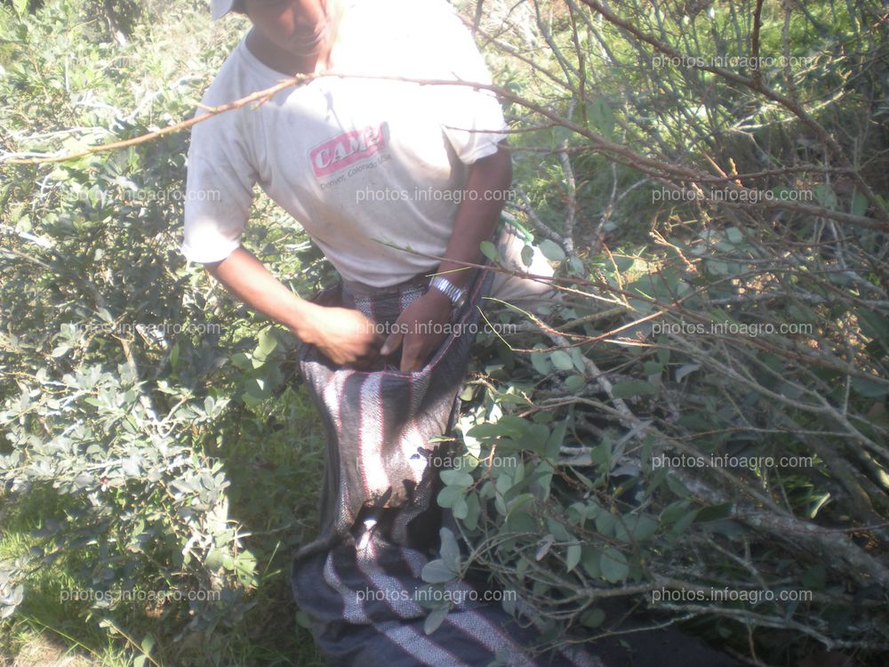 Recolección de la hoja de coca