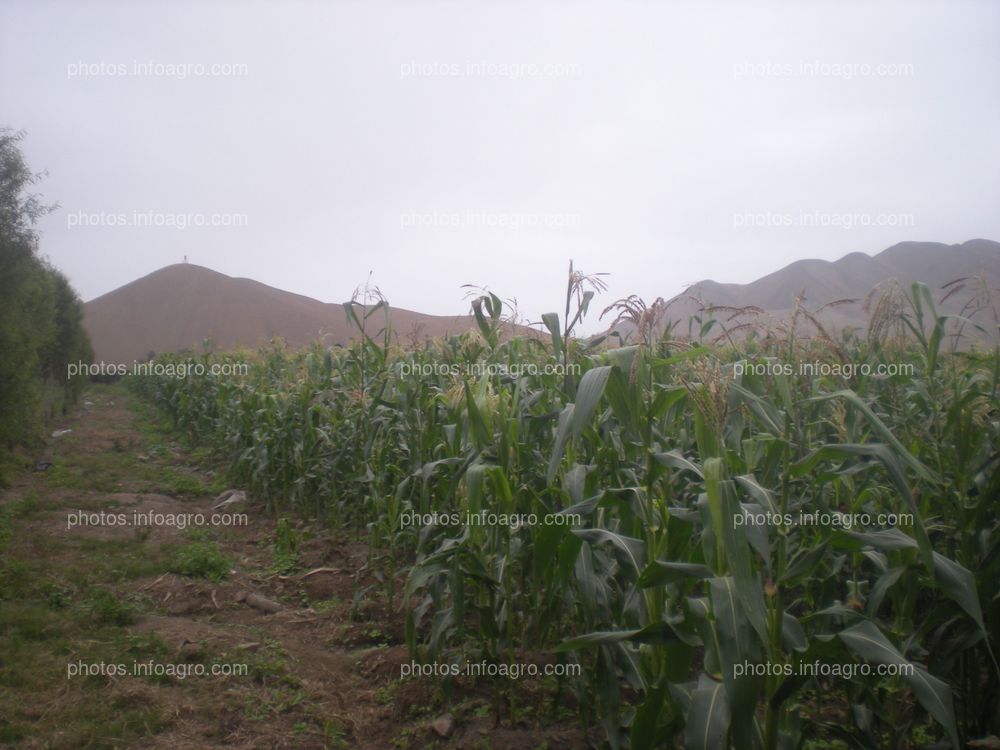 Maíz Perú