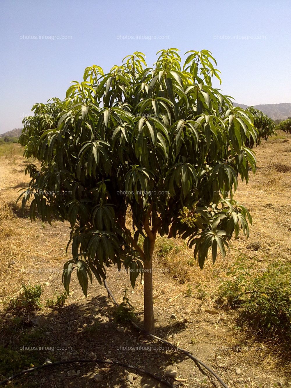 Mango Perú
