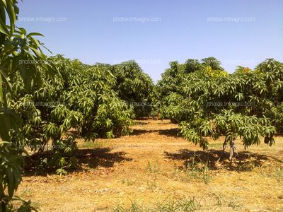 Mango Perú