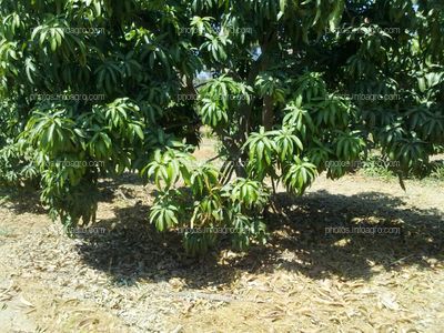 Mango Perú