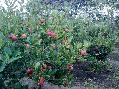 Manzana en maduración con calibre pequeño