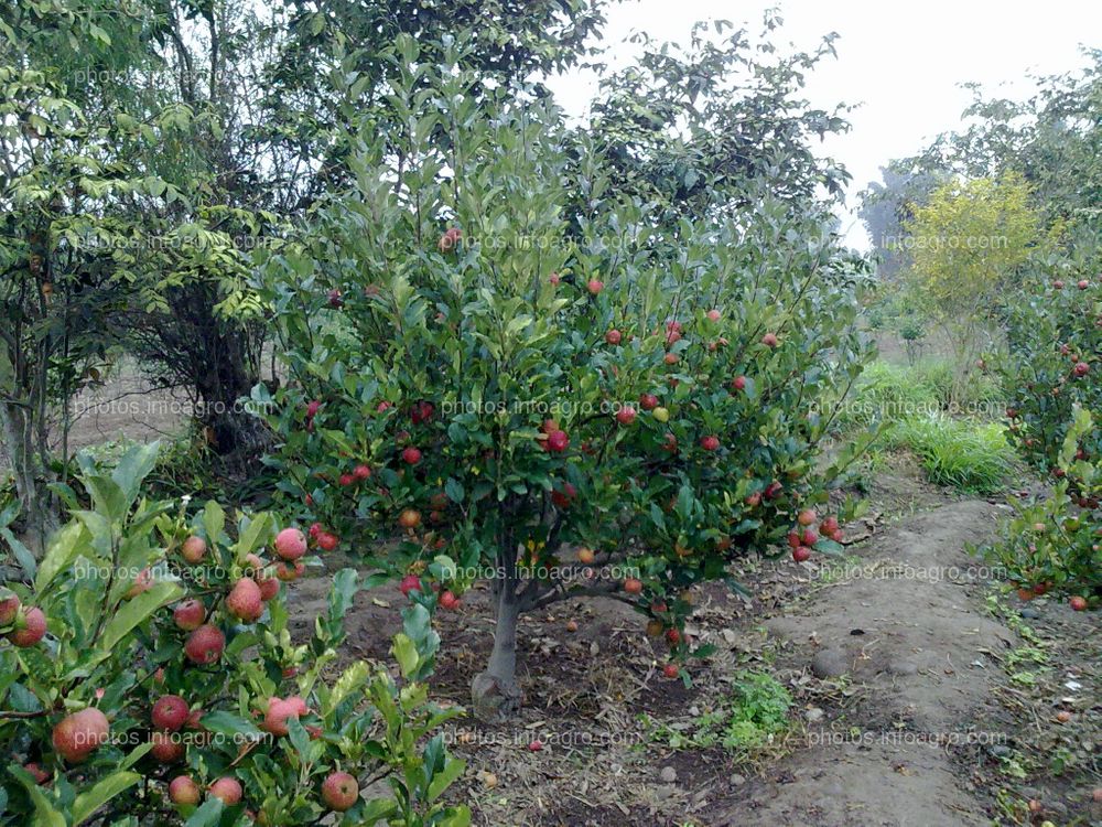 Manzana en maduración con calibre pequeño