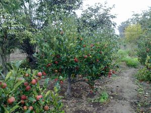 Manzana en maduración con calibre pequeño