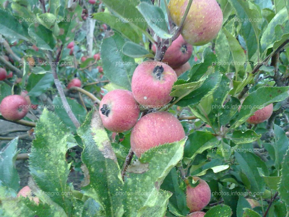 Manzana en maduración con calibre pequeño