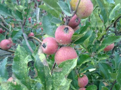 Manzana en maduración con calibre pequeño