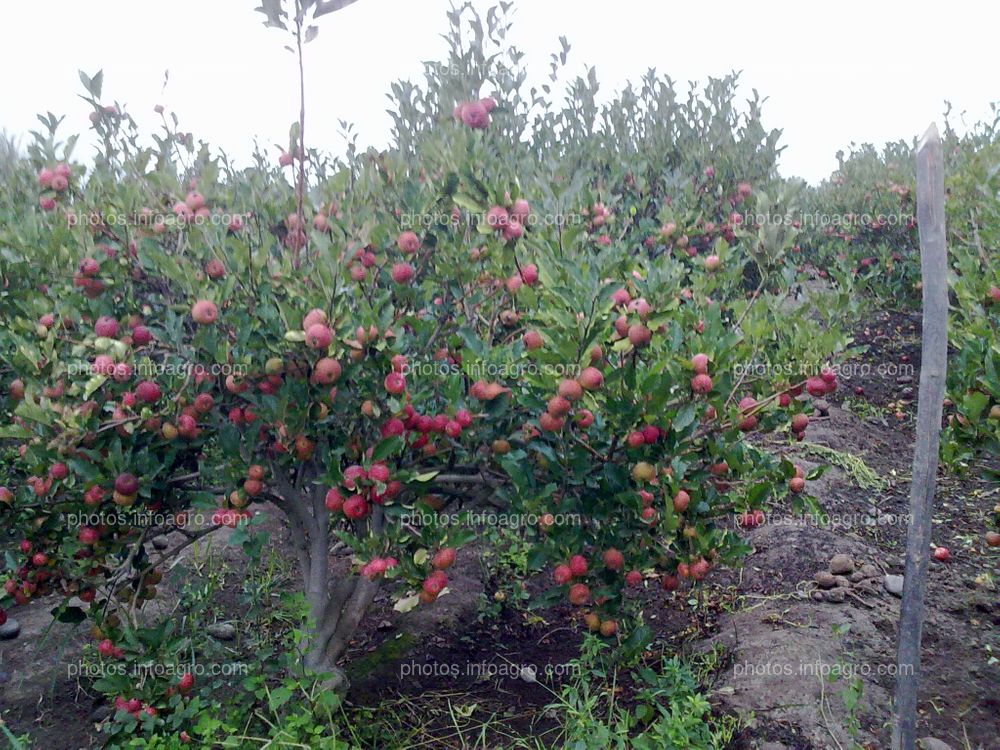 Manzana en maduración con calibre pequeño