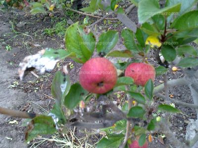 Manzana en maduración con calibre pequeño