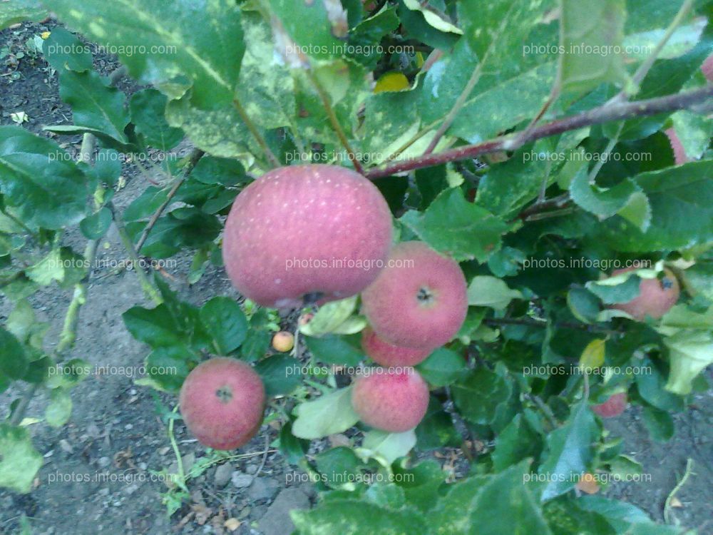 Manzana en maduración con calibre pequeño