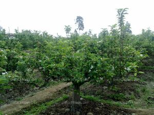 Manzano en floración y formación de fruto