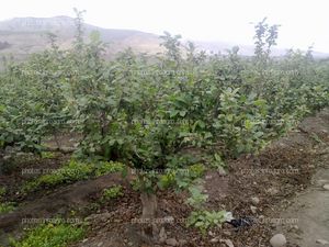 Manzano en floración y formación de fruto