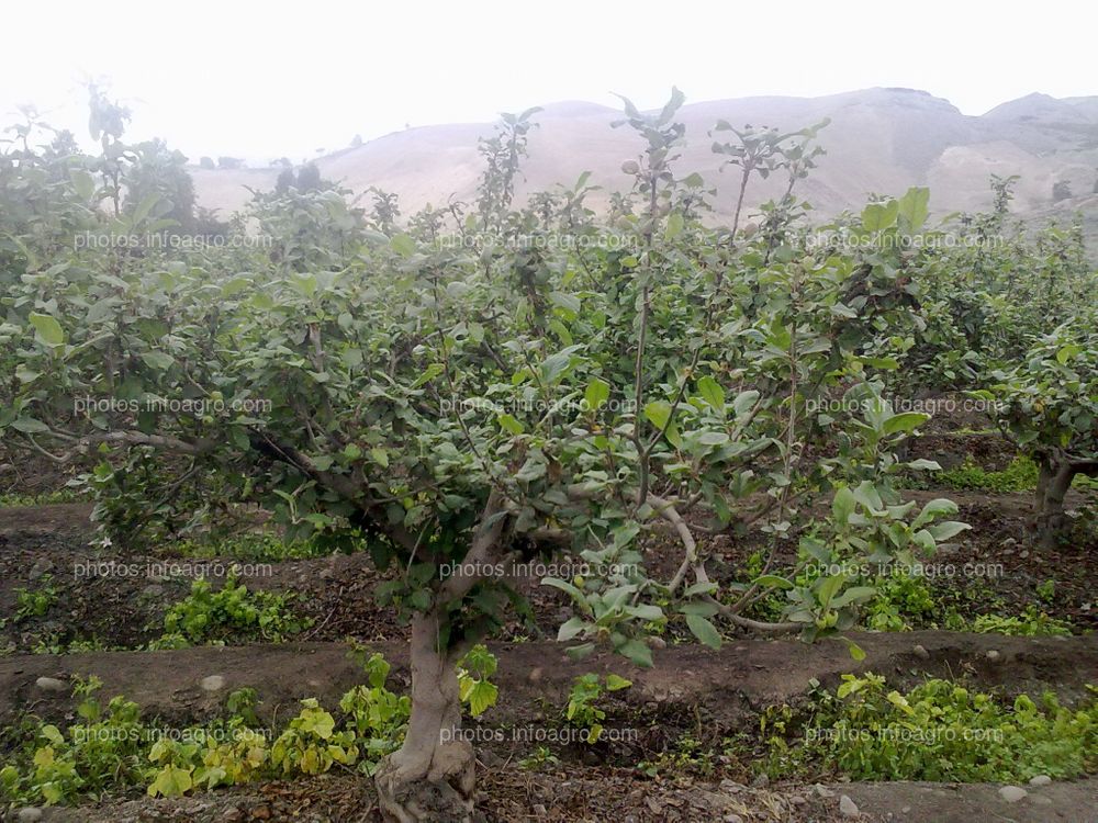 Manzano en floración y formación de fruto