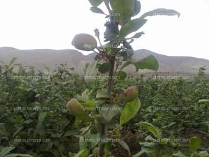 Manzano en floración y formación de fruto