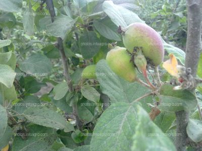 Manzano en floración y formación de fruto