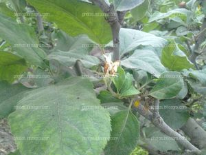 Manzano en floración y formación de fruto