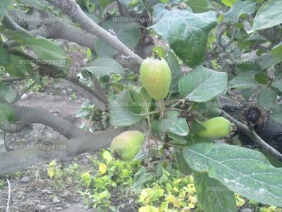 Manzano en floración y formación de fruto