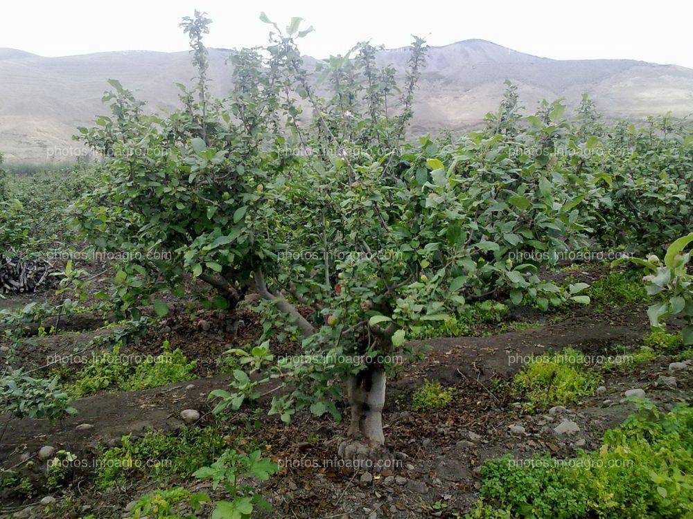 Manzano en floración y formación de fruto