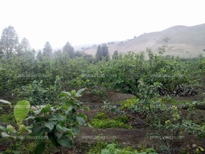 Manzano en floración y formación de fruto