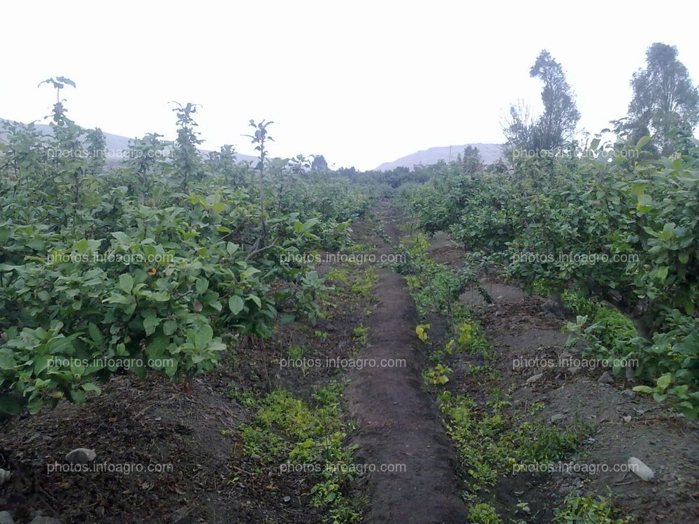 Manzano en floración y formación de fruto