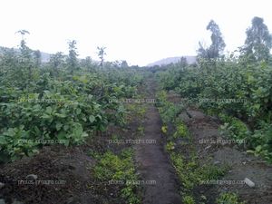 Manzano en floración y formación de fruto