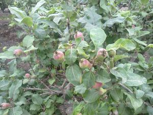 Manzano en floración y formación de fruto