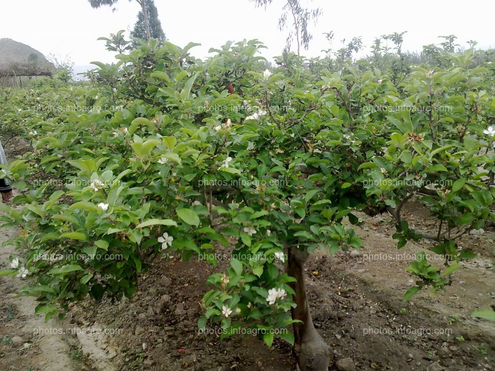 Manzano en floración y formación de fruto