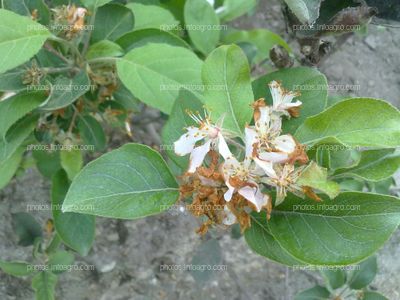 Manzano en floración y formación de fruto