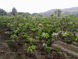 Manzano en floración y formación de fruto