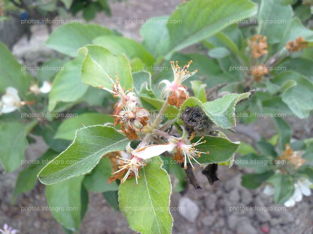 Manzano en floración y formación de fruto