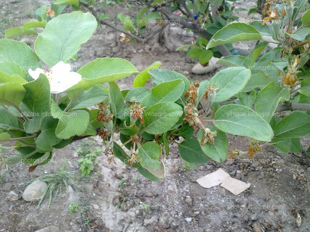 Manzano en floración y formación de fruto