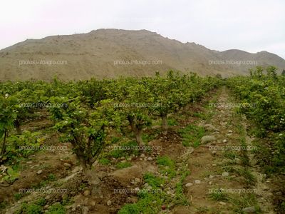 Manzano en floración y formación de fruto