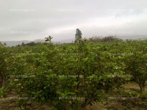 Manzano en floración y formación de fruto