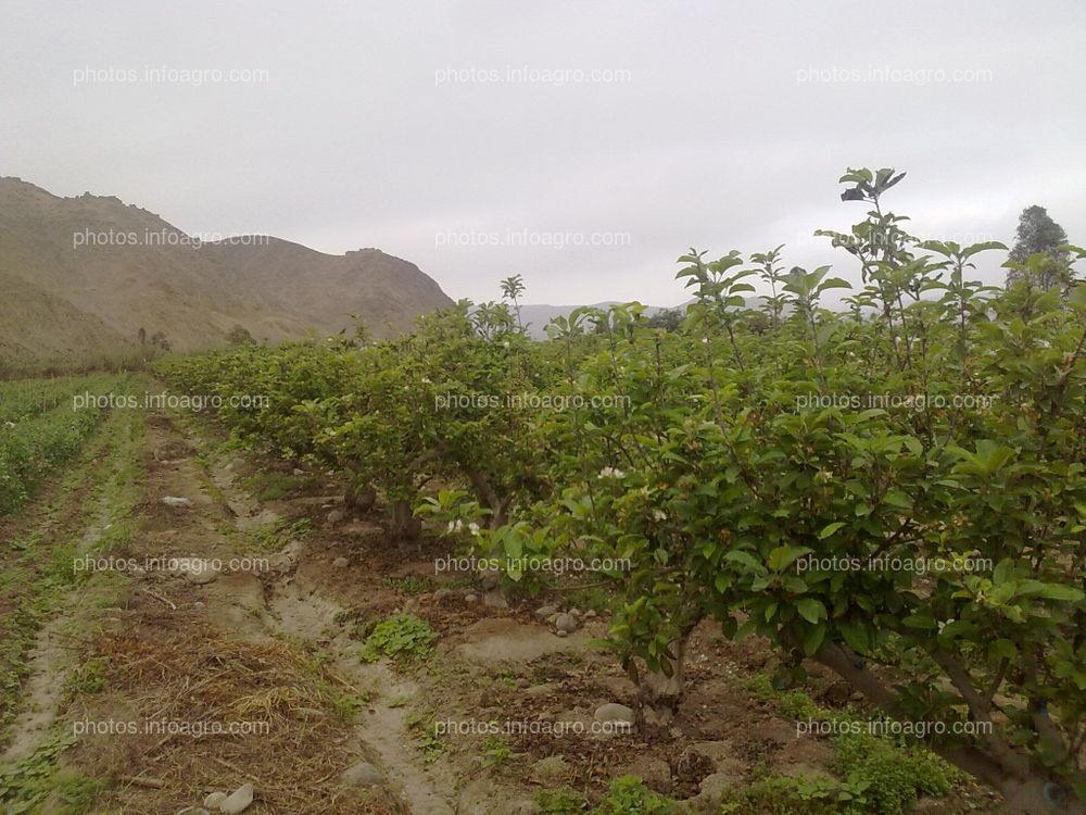 Manzano en floración y formación de fruto