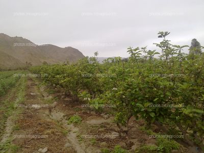 Manzano en floración y formación de fruto