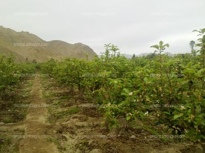 Manzano en floración y formación de fruto