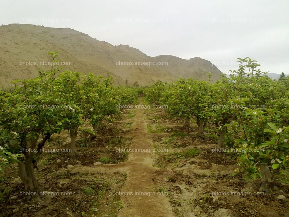 Manzano en floración y formación de fruto