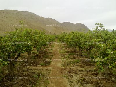 Manzano en floración y formación de fruto