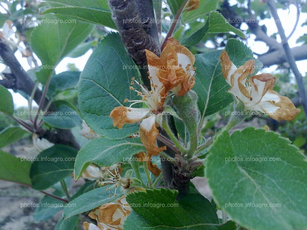 Manzano en floración y formación de fruto