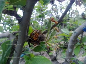 Manzano en floración y formación de fruto