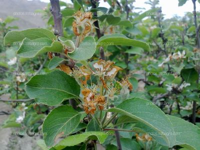 Manzano en floración y formación de fruto