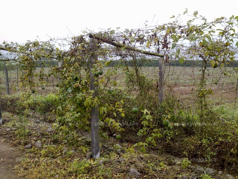 Maracuyá en maduración de fruto