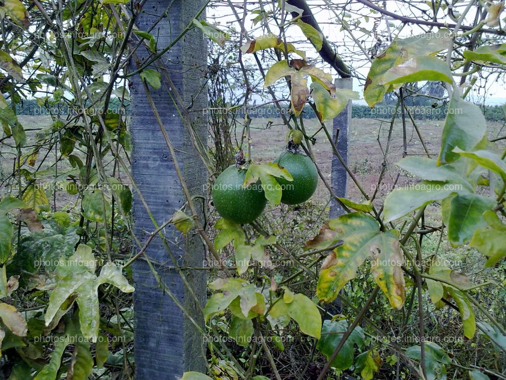 Maracuyá en maduración de fruto