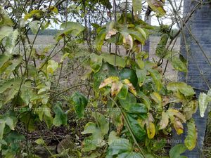 Maracuyá en maduración de fruto