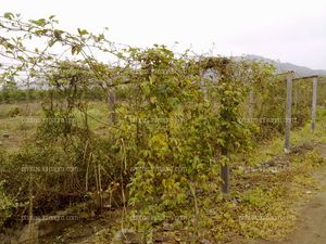 Maracuyá en maduración de fruto