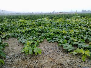 Maracuyá en maduración de fruto