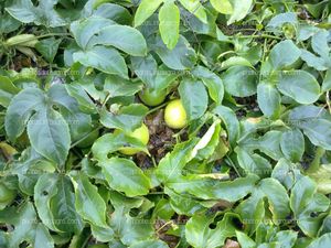 Maracuyá en maduración de fruto