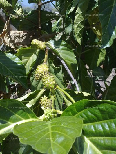 Noni con fruto 